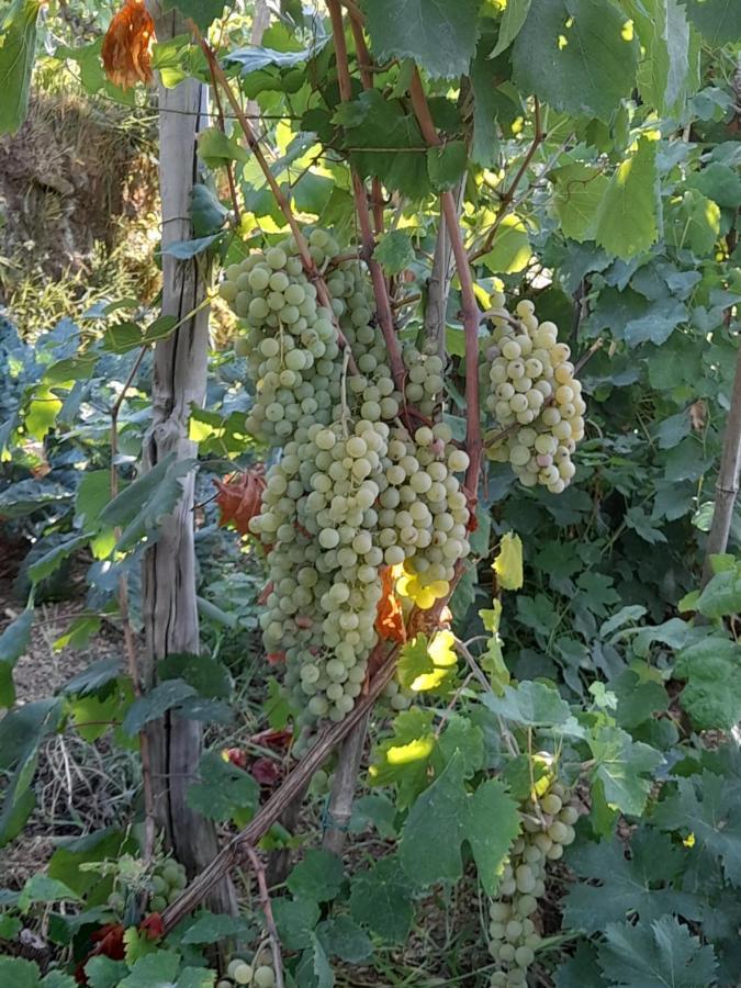 I Tre Grappoli Corniglia Exterior foto