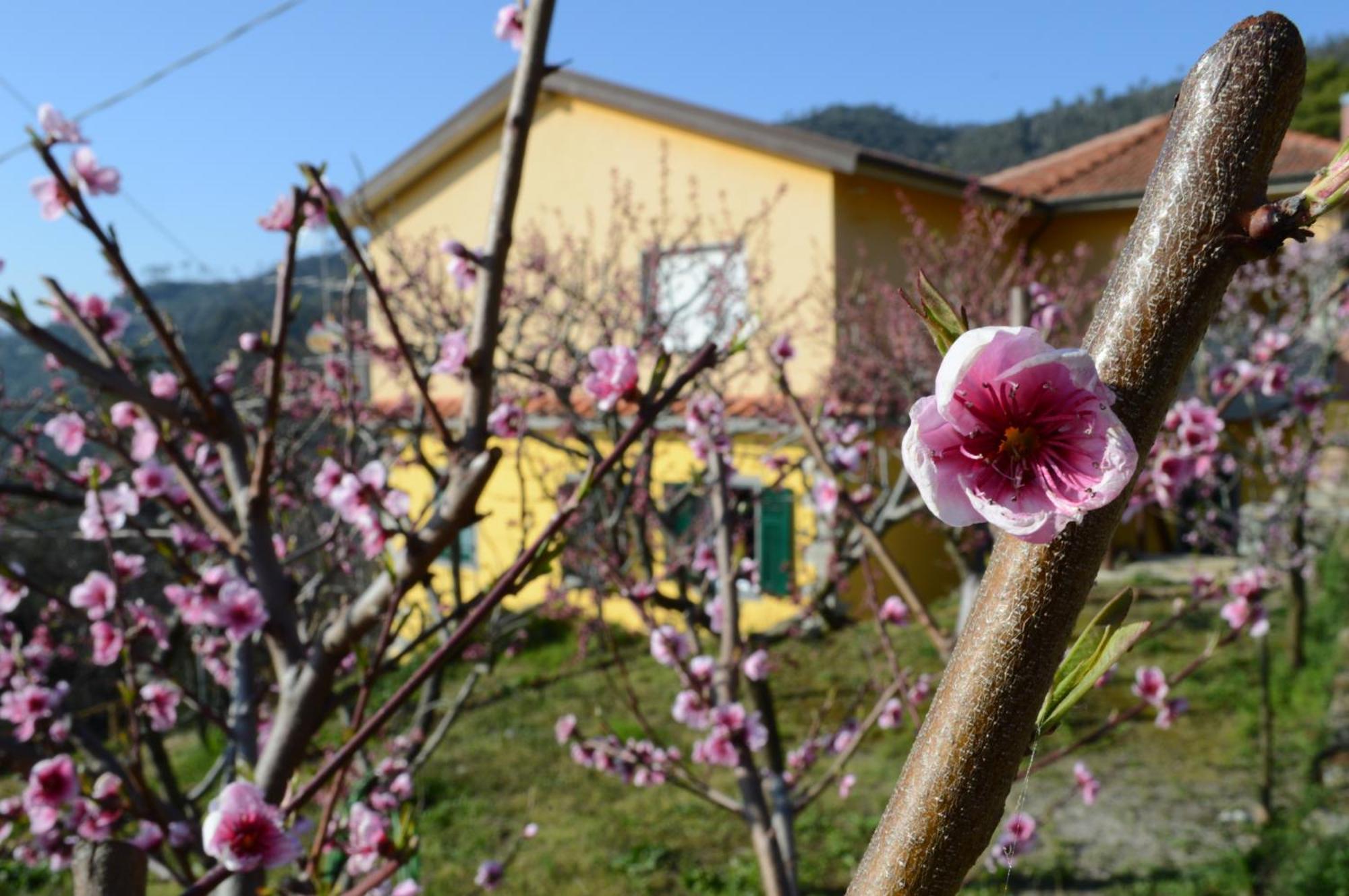 I Tre Grappoli Corniglia Exterior foto